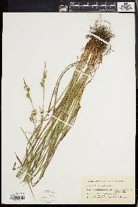 Carex pallescens image