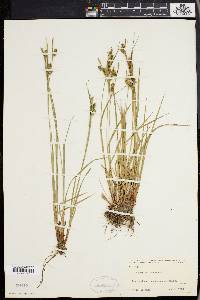 Carex pallescens image