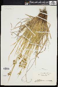 Carex pallescens image