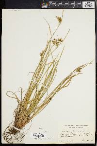 Carex pallescens image