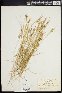 Carex pallescens image