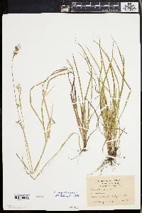 Carex pallescens image