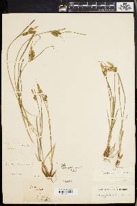 Carex pallescens image