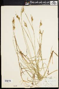 Carex pallescens image