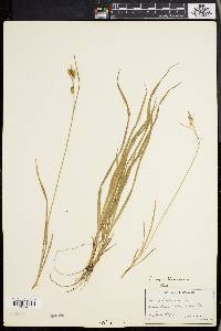 Carex pallescens image