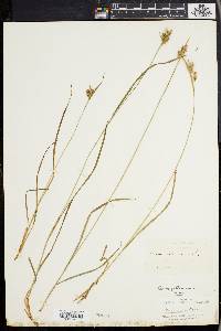 Carex pallescens image