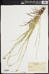 Carex pallescens image