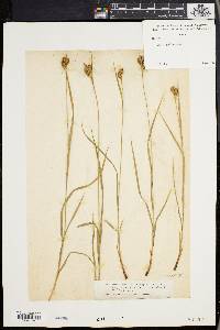 Carex pallescens image