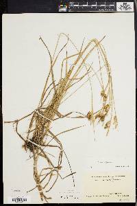 Carex pallescens image