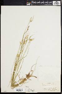 Carex pallescens image