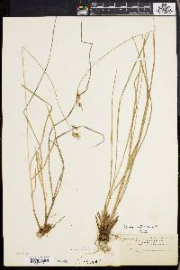 Carex pallescens image