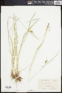 Carex paupercula image