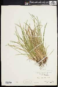 Carex pedunculata image