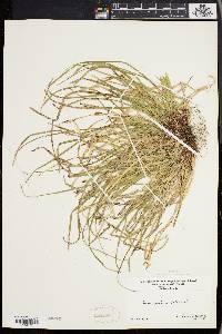 Carex pedunculata image