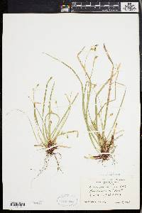 Carex pedunculata image