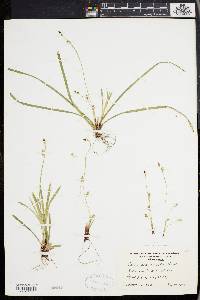 Carex pedunculata image