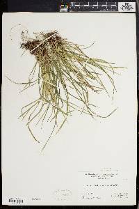 Carex pedunculata image