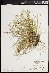 Carex pedunculata image