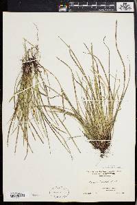 Carex pedunculata image