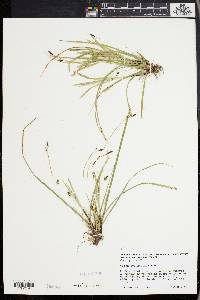 Carex pedunculata image