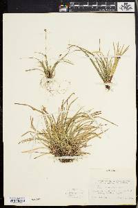 Carex pedunculata image