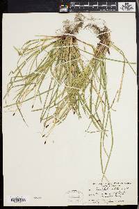 Carex pedunculata image