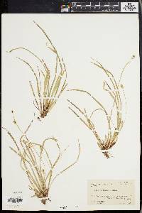 Carex pedunculata image