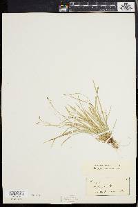 Carex pedunculata image