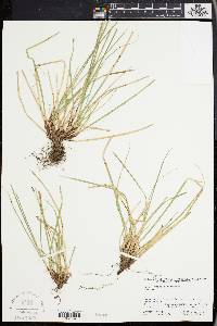 Carex pedunculata image