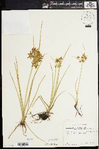 Cyperus refractus image