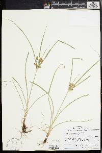 Cyperus retrorsus image