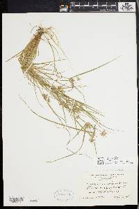 Cyperus bipartitus image