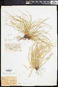 Carex pedunculata image