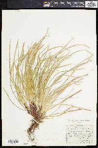 Carex pedunculata image