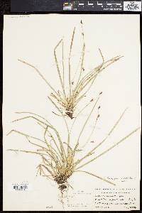 Carex pedunculata image