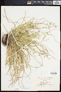 Carex pedunculata image