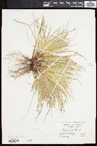 Carex pedunculata image