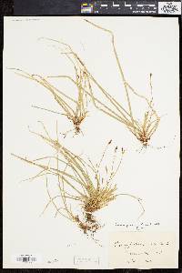 Carex pedunculata image