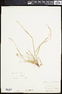 Carex pedunculata image