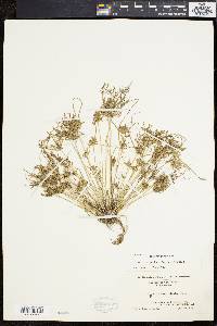 Cyperus polystachyos image