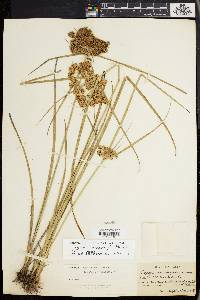 Cyperus pseudovegetus image