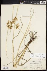 Cyperus pseudovegetus image