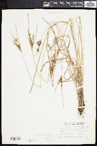 Cyperus schweinitzii image