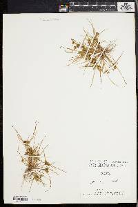 Cyperus squarrosus image