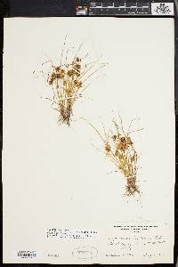 Cyperus squarrosus image