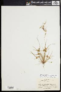 Cyperus squarrosus image