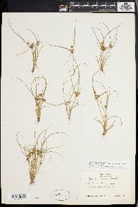 Cyperus squarrosus image