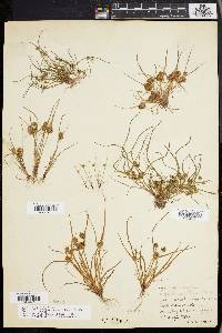 Cyperus squarrosus image