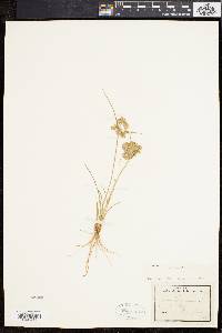 Cyperus surinamensis image