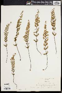 Myriopteris lanosa image